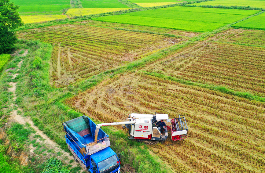 上高县新界埠镇五星村，农民正驾驶收割机在田间收割再生稻。陈旗海摄