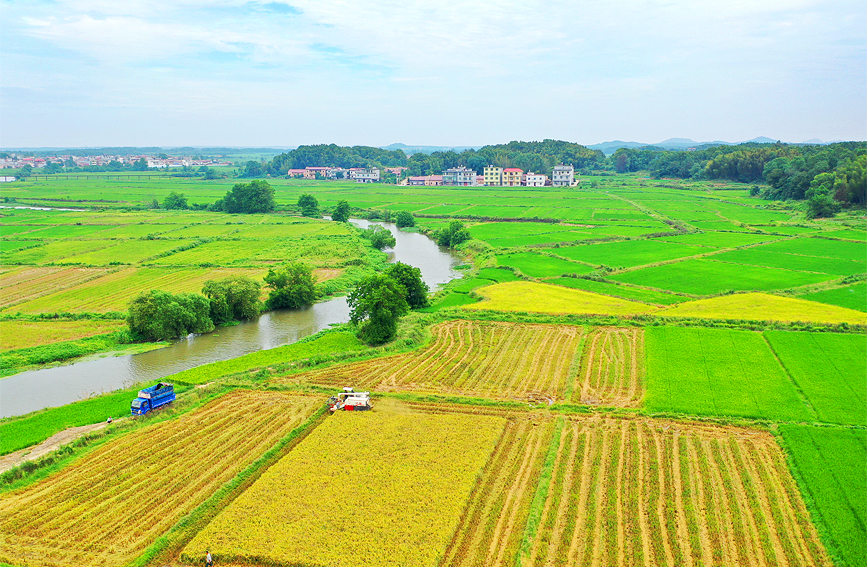 上高县新界埠镇五星村，农民正驾驶收割机在田间收割再生稻。陈旗海摄