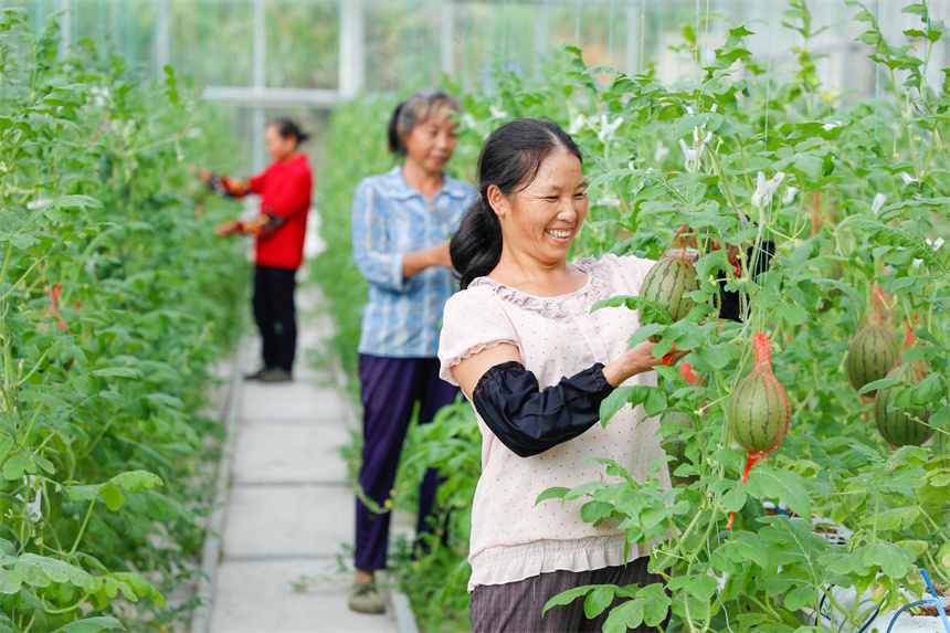工人正在对蔬菜进行管护。李凡钦摄