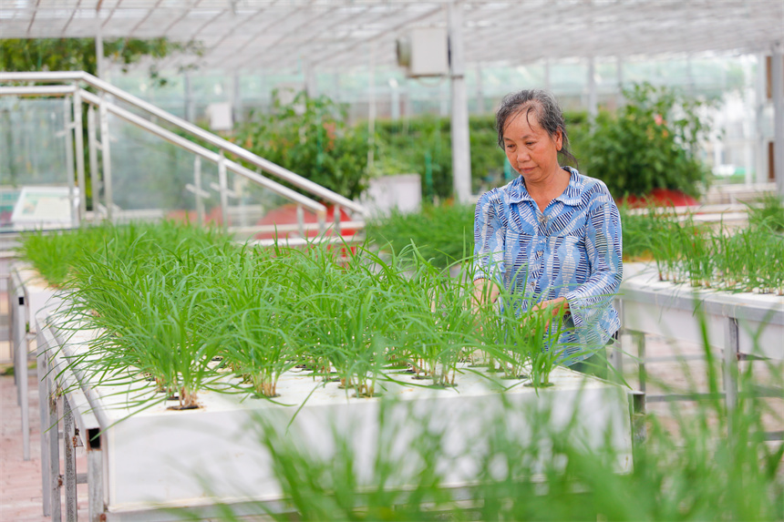 工人正在对蔬菜进行管护。李凡钦摄