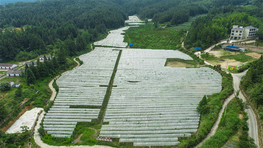航拍湘东区白竺乡猕猴桃基地。彭亮摄