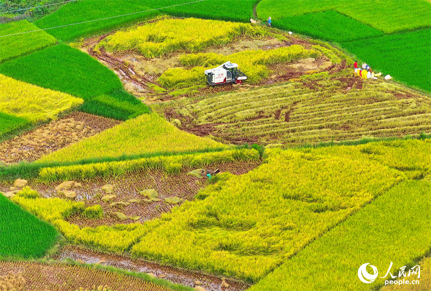 村民驾驶着收割机在田间收割中稻。人民网 朱海鹏摄