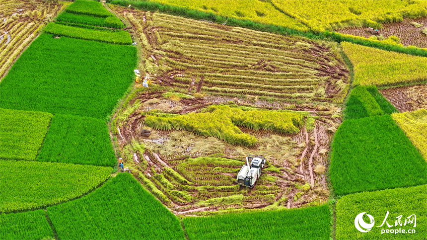 村民驾驶着收割机在田间收割中稻。人民网 朱海鹏摄
