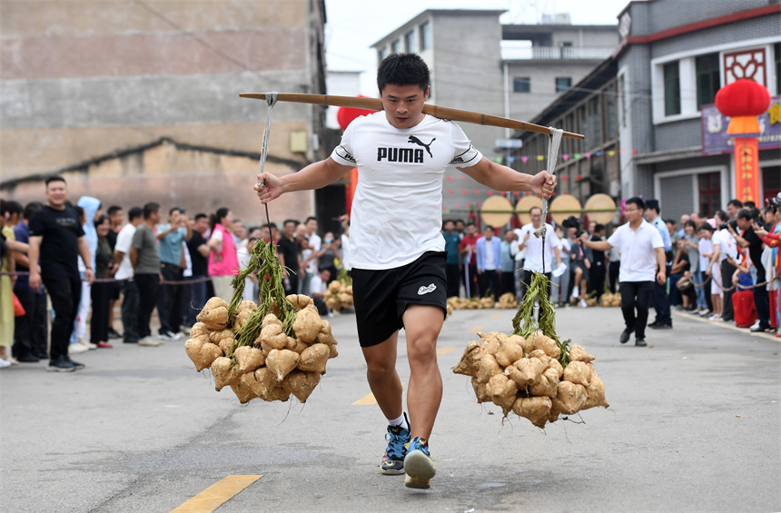 農民在上高縣田心鎮農民趣味運動會上進行運涼薯比賽。周亮攝