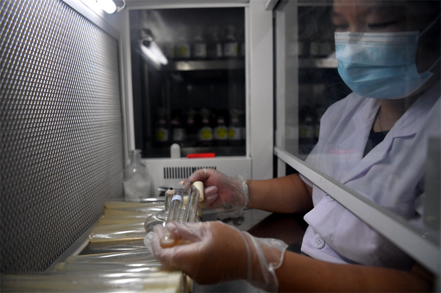 基地的实验室内，操作人员正在对菌种进行分离。 人民网记者 时雨摄