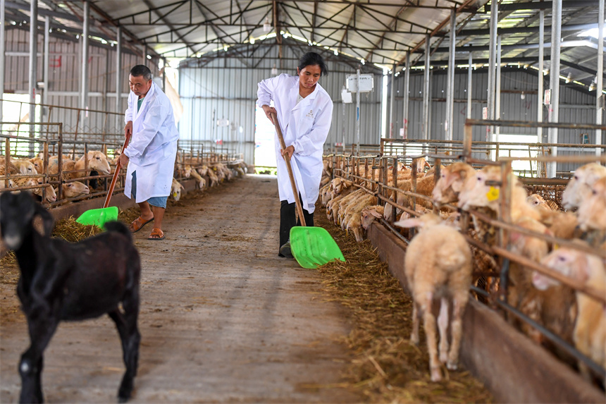 在樟樹市一家湖羊養殖場，工作人員在給湖羊喂食。周亮攝