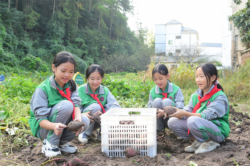 學生們將紅薯去根、去泥，裝入框中。呂春華攝