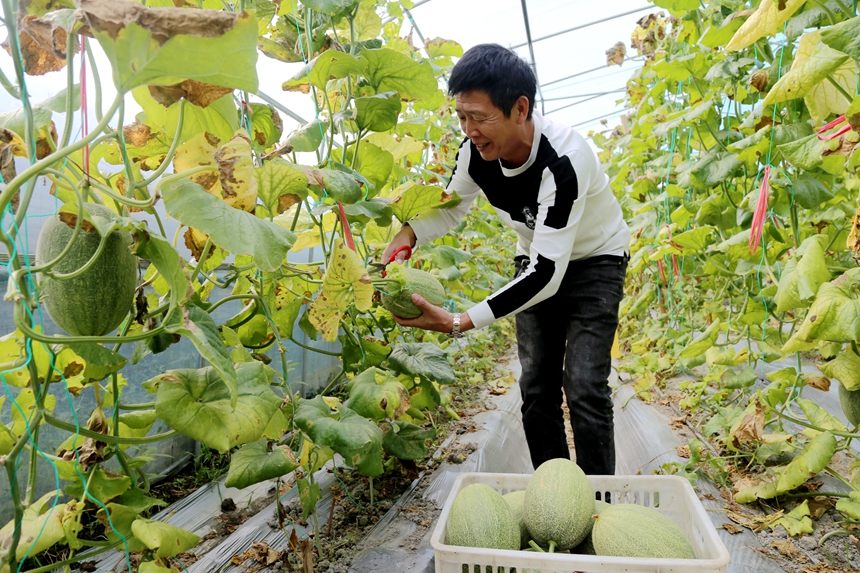 市民體驗採摘樂趣。徐維棟攝