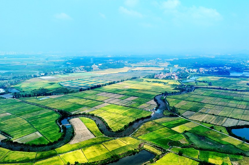 航拍鏡頭下的共青城市澤泉鄉，目之所及皆是美景。潘成攝