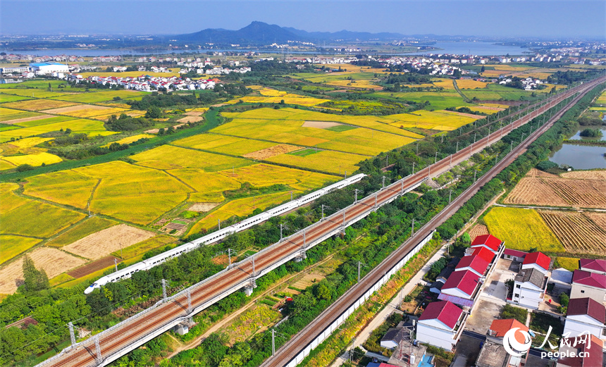 飞驰而过的高铁列车与金色稻田、红色屋顶的小洋楼相映衬。人民网 朱海鹏摄