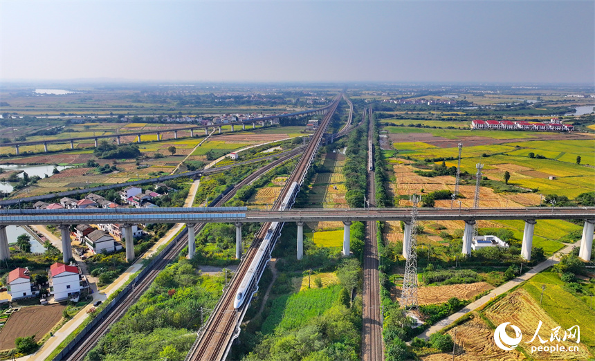 飛馳而過的高鐵列車與金色稻田、紅色屋頂的小洋樓相映襯。人民網 朱海鵬攝