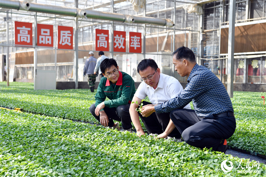 安義縣鼎湖鎮的工廠化育苗大棚內，農機專家正在指導農戶油菜育苗。 人民網記者 時雨攝