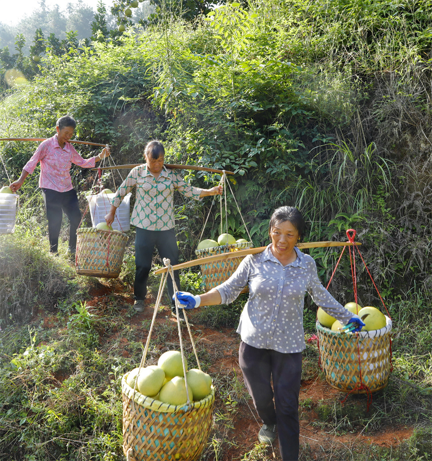 近日，江西省贛州市信豐縣大塘埠鎮的果業種植基地，連片的柚子樹、臍橙樹如同大地指紋。劉榮東攝