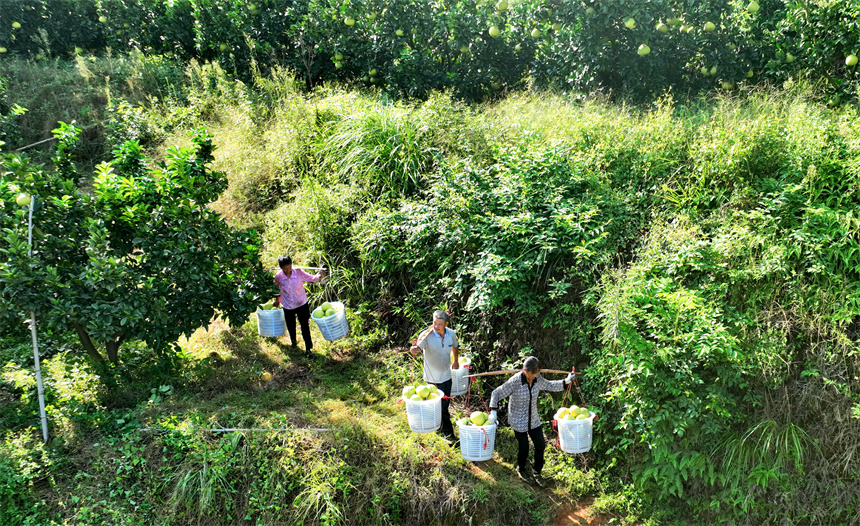 近日，江西省贛州市信豐縣大塘埠鎮的果業種植基地，連片的柚子樹、臍橙樹如同大地指紋。劉榮東攝