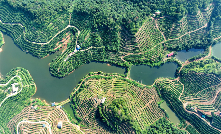近日，江西省贛州市信豐縣大塘埠鎮的果業種植基地，連片的柚子樹、臍橙樹如同大地指紋。劉榮東攝