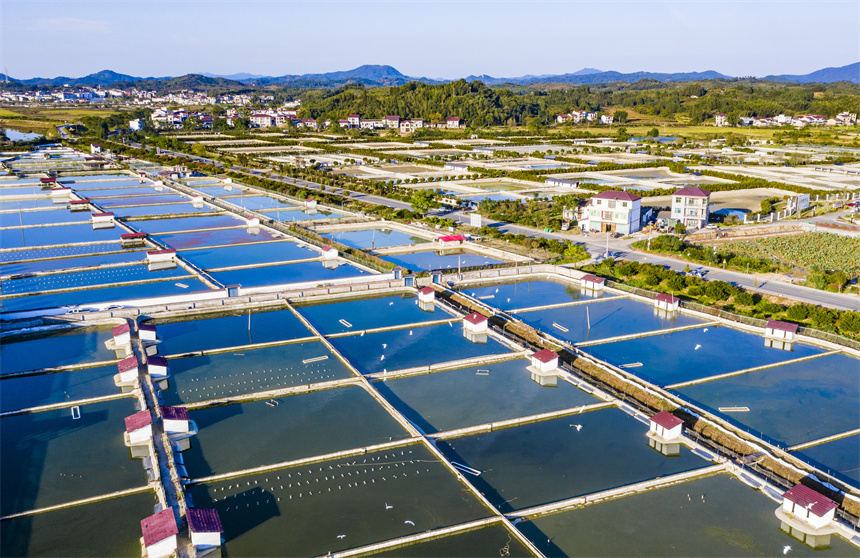 連片的甲魚塘和道路、青山、民居相互映襯。彭琛攝