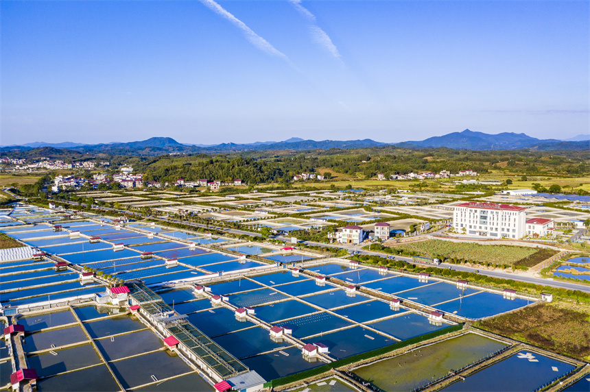 連片的甲魚塘和道路、青山、民居相互映襯。彭琛攝