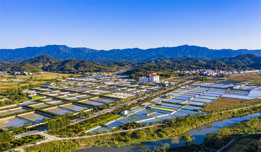 連片的甲魚塘和道路、青山、民居相互映襯。彭琛攝