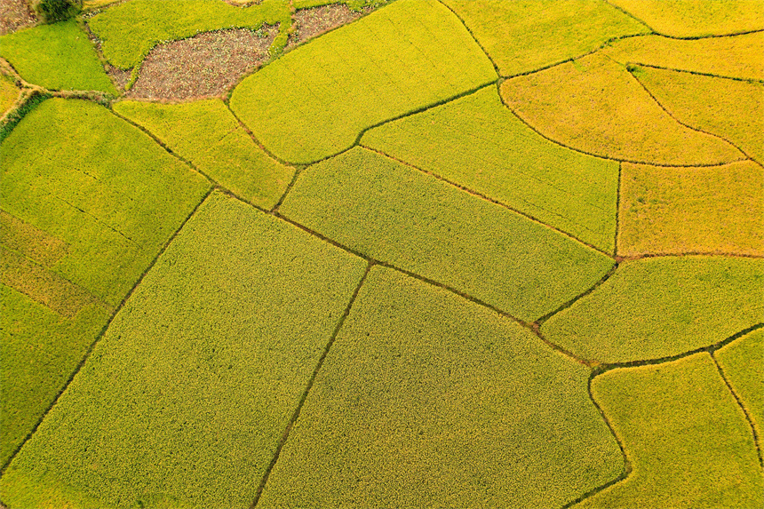 航拍下的江西省撫州市廣昌縣頭陂鎮西港村沃野上，一片片成熟的晚稻田如一塊塊金色的地毯。曾恆貴攝