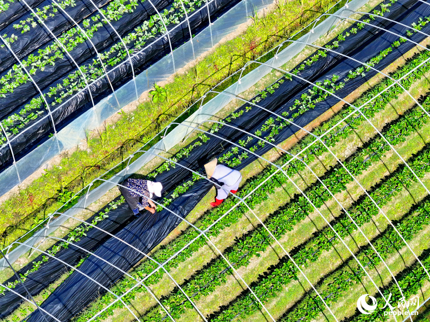 草莓种植基地，农事“钟点工”在给草莓幼苗进行管护作业。人民网 朱海鹏摄