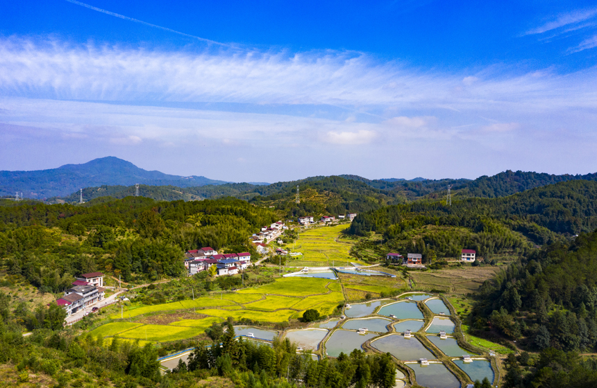 錯落有致的民居與稻田、魚塘、青山相互映襯，構成一幅冬日鄉村生態畫卷。謝東攝