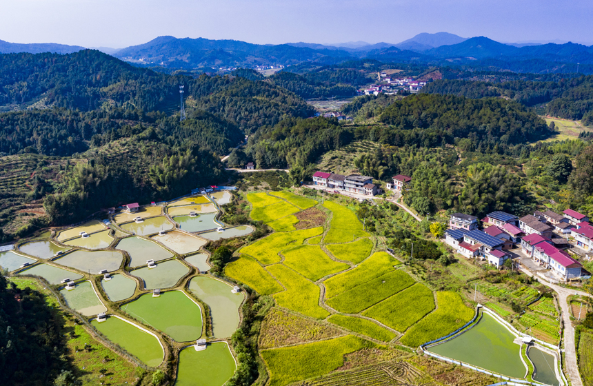 錯落有致的民居與稻田、魚塘、青山相互映襯，構成一幅冬日鄉村生態畫卷。謝東攝