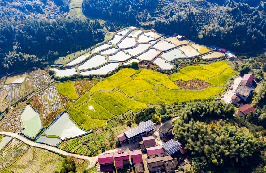 錯落有致的民居與稻田、魚塘、青山相互映襯，構成一幅冬日鄉村生態畫卷。謝東攝