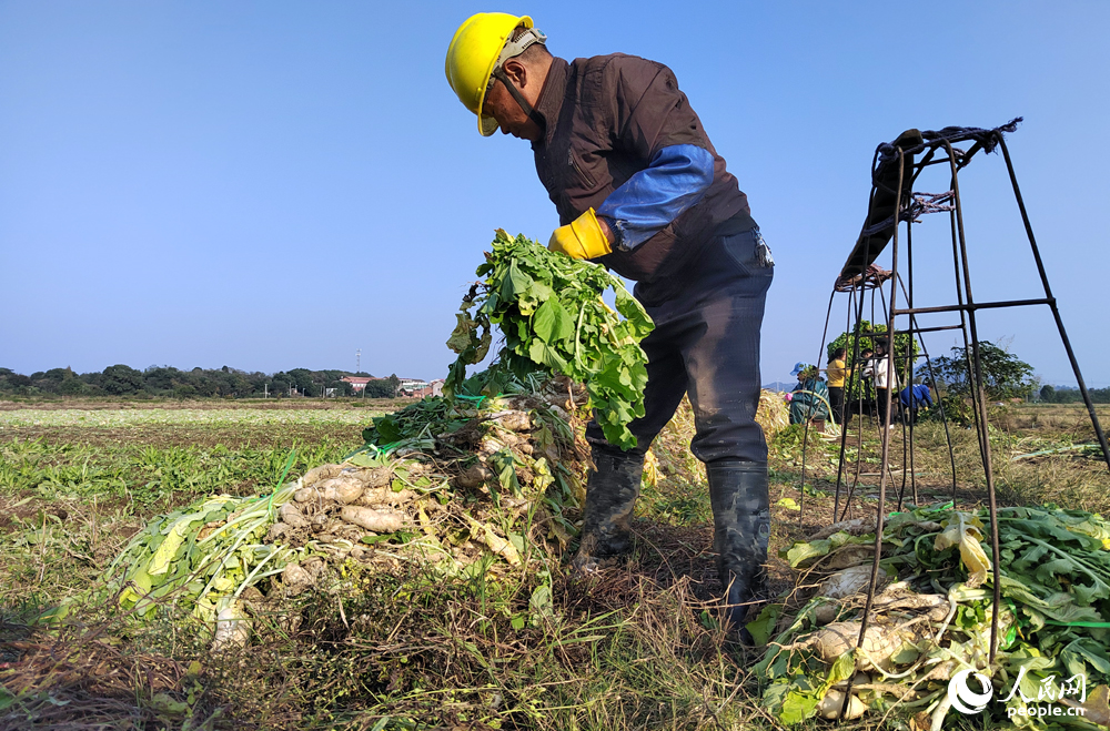 村民们正在归整刚挖出来的萝卜。 人民网记者 时雨摄