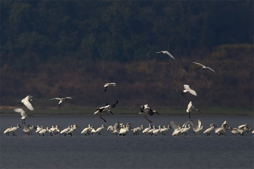 成群越冬候鳥在鄱陽湖湖口縣濕地集結。張玉攝