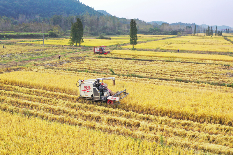 11月15日，上高縣南港鎮前進村的村民正在收割晚稻。陳旗海攝