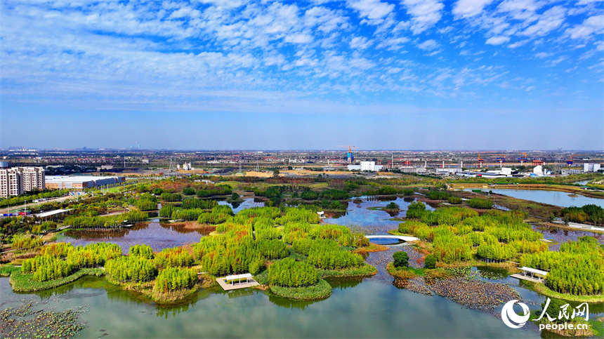 南昌市魚尾洲公園，水杉顏色由青轉黃，構成一幅美麗的冬日畫卷。人民網 朱海鵬攝