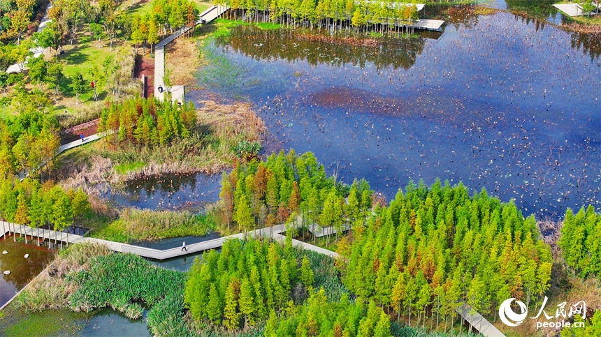 南昌市魚尾洲公園，水杉顏色由青轉黃，構成一幅美麗的冬日畫卷。人民網 朱海鵬攝