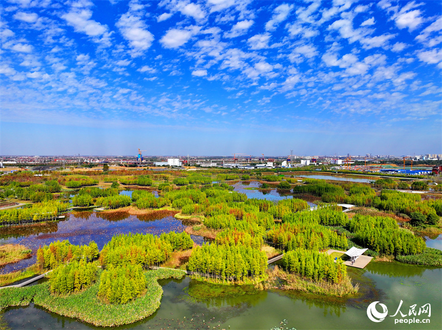 南昌市魚尾洲公園，水杉顏色由青轉黃，構成一幅美麗的冬日畫卷。人民網 朱海鵬攝