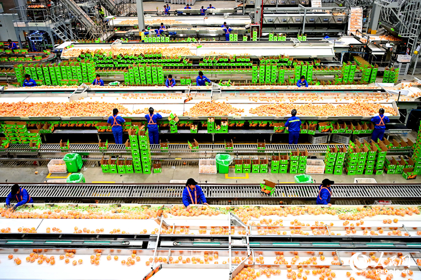 企业智能化车间内，工人在“5G+工业互联网”分选包装生产线上筛选装运脐橙鲜果。人民网 朱海鹏摄