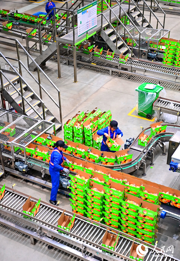 企業智能化車間內，工人在“5G+工業互聯網”分選包裝生產線上篩選裝運臍橙鮮果。人民網 朱海鵬攝