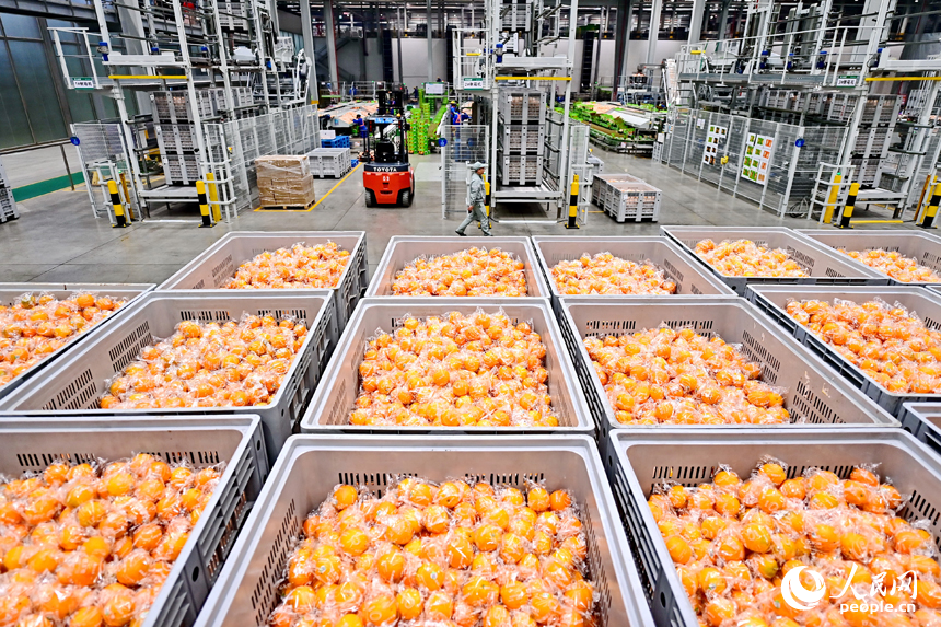企業智能化車間內，工人在“5G+工業互聯網”分選包裝生產線上篩選裝運臍橙鮮果。人民網 朱海鵬攝