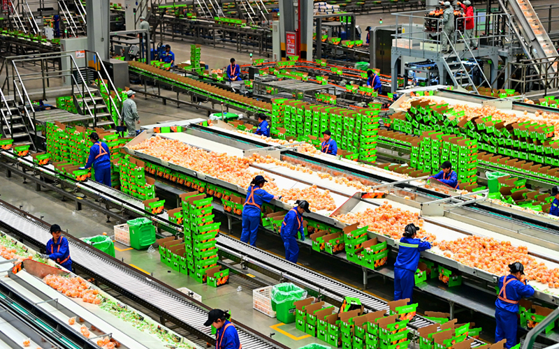 江西信丰：智慧工厂助力脐橙产业高质量发展