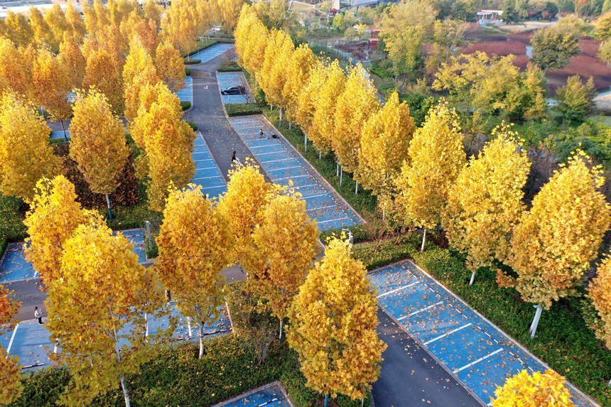 濱江公園梧桐樹葉燦若黃金 尹錚攝