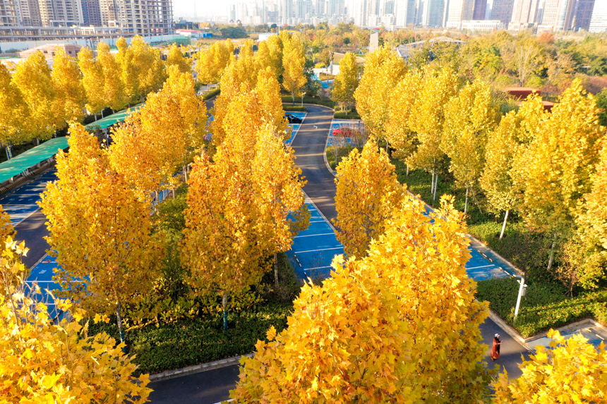 濱江公園的梧桐樹葉在陽光輝映下好似披上黃金。尹錚攝