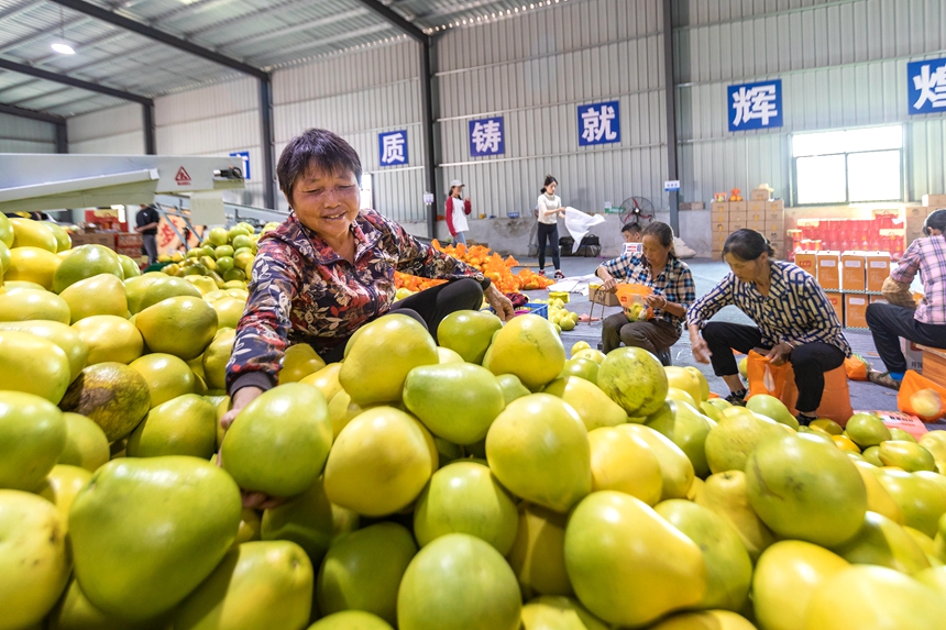 当地果农对新鲜采摘的柚子进行分拣。周亚茂摄