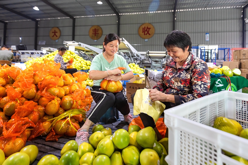 当地果农对新鲜采摘的柚子进行分拣。周亚茂摄