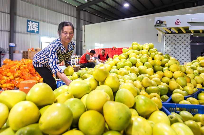 当地果农对新鲜采摘的柚子进行分拣。周亚茂摄