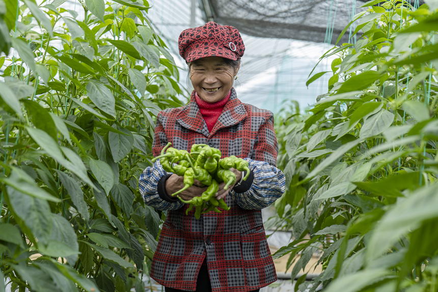 農戶臉上洋溢著豐收的喜悅。李千千攝