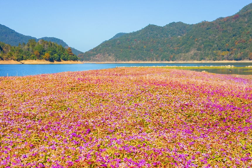 大面積蓼子花與周圍湖光山色組成一幅美麗畫卷。黃嫘禹攝