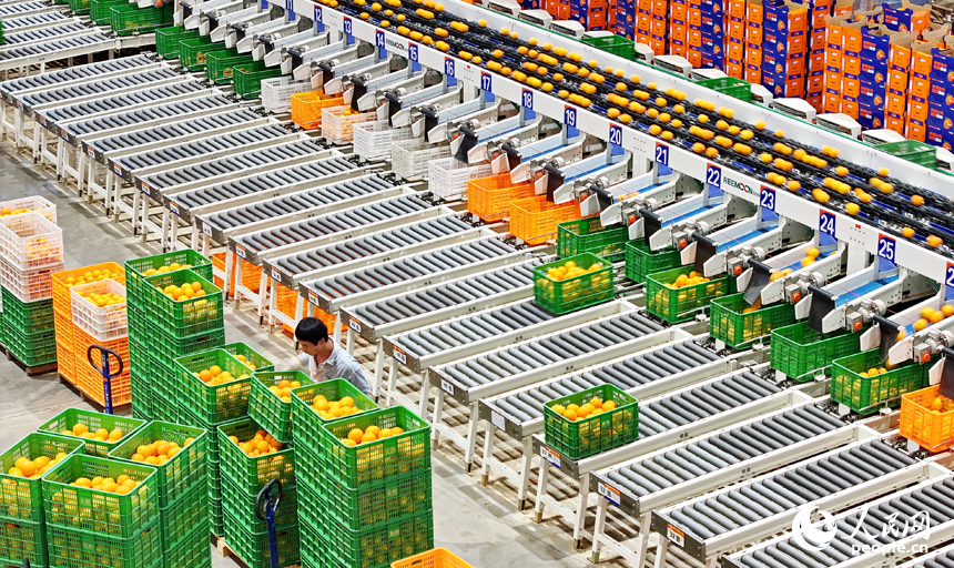 安遠縣產城新區的一家果業加工企業車間內，工人忙著加工包裝贛南臍橙。人民網 朱海鵬攝