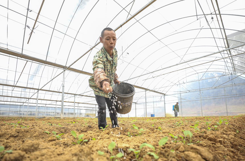 南豐縣太源鄉高家村，農戶正在大棚內對油菜苗進行管護。謝東攝