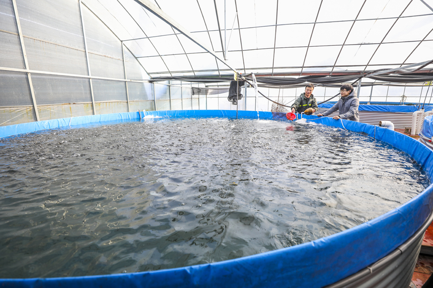 养殖户正在给池鱼投喂饲料。谢东摄