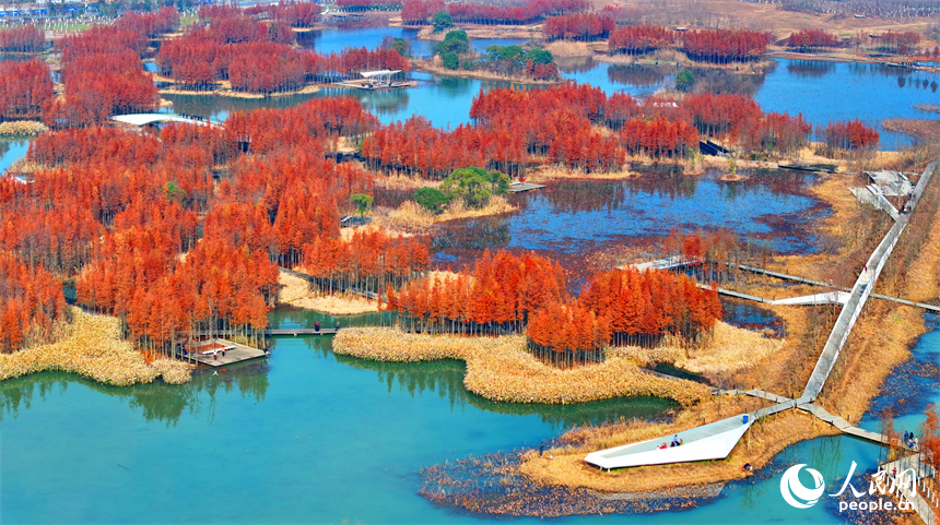 南昌市魚尾洲濕地公園水杉林立、色彩斑斕，冬日美景吸引許多游客前來游玩休憩。人民網 朱海鵬攝