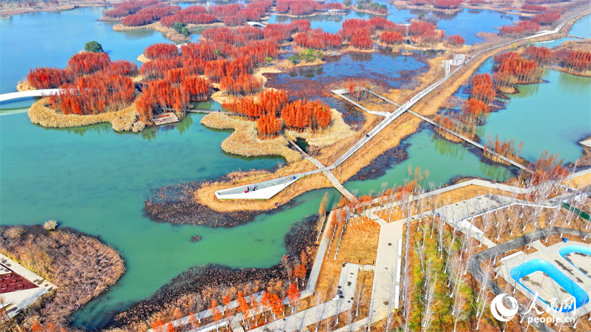 南昌市魚尾洲濕地公園水杉林立、色彩斑斕，冬日美景吸引許多游客前來游玩休憩。人民網 朱海鵬攝