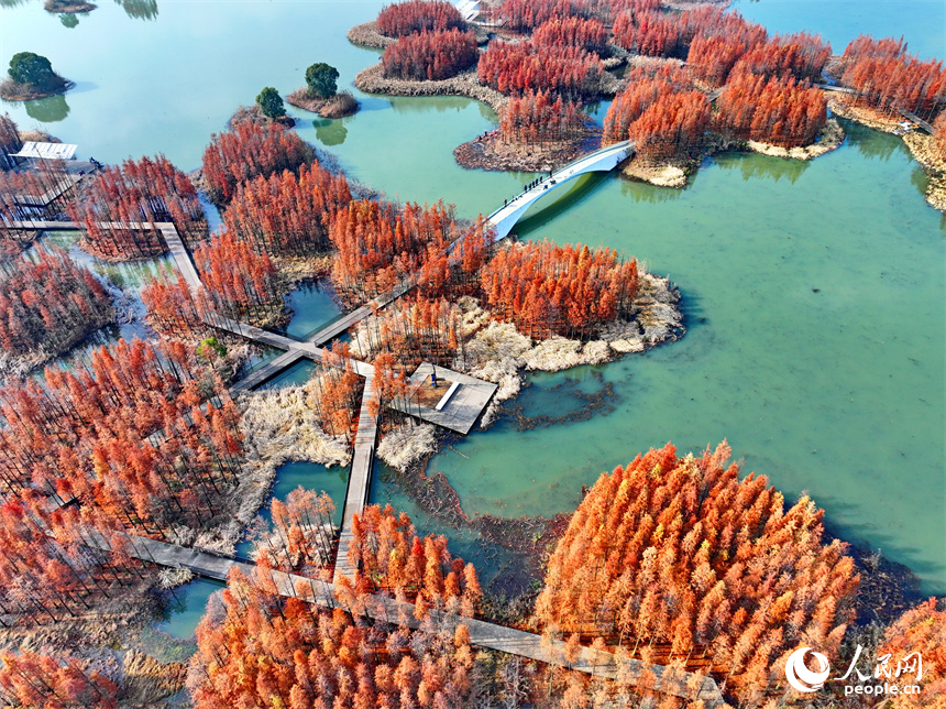 南昌市魚尾洲濕地公園水杉林立、色彩斑斕，冬日美景吸引許多游客前來游玩休憩。人民網 朱海鵬攝